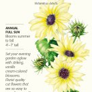 Vanilla Ice Sunflower Seeds - .50 grams - Annual