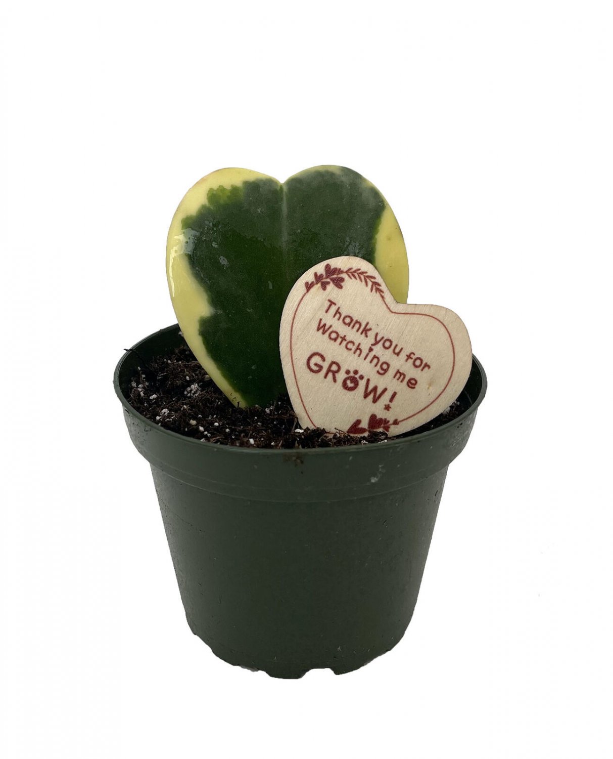 Valentines Creme & Green Sweetheart Waxplant - Hoya kerri - 4" Pot with Heart