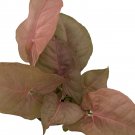 Neon Pink Robusta Arrowhead Plant - Syngonium/Nepthytis-Great Houseplant- 4" Pot
