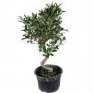 Stylized Oriental Weeping Fig Tree - Ficus - Bonsai or House Plant - 6" Pot