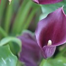 Accent Calla Lily Bulb 14/16cm - Rich Purple
