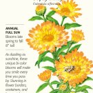 Oopsy Daisy Calendula Pot Marigold Seeds - 700 mg