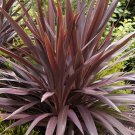 Red Star Hawaiian Ti Plant - Cordyline - Swordlike Leaves -2.5" Pot- Indoors/Out