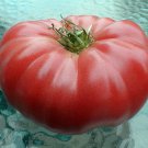 Watermelon Beefsteak Tomato 25 Seeds - Impres