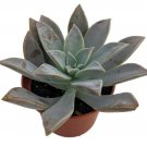 Ghost Plant - Graptopetalum paraguayense - 2.5" Pot - Easy to Grow Succulent
