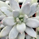 Hookers Moonstone Succulent Plant - Pachyphytum hookeri - Easy to grow -2.5" Pot
