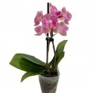 Surprise Moth Orchid Plant - Phalaenopsis - 2" Pot - Easy House Plant