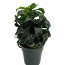 Twister Dragon Tree - Dracaena fragrans - 6" Pot - Easy to Grow House Plant