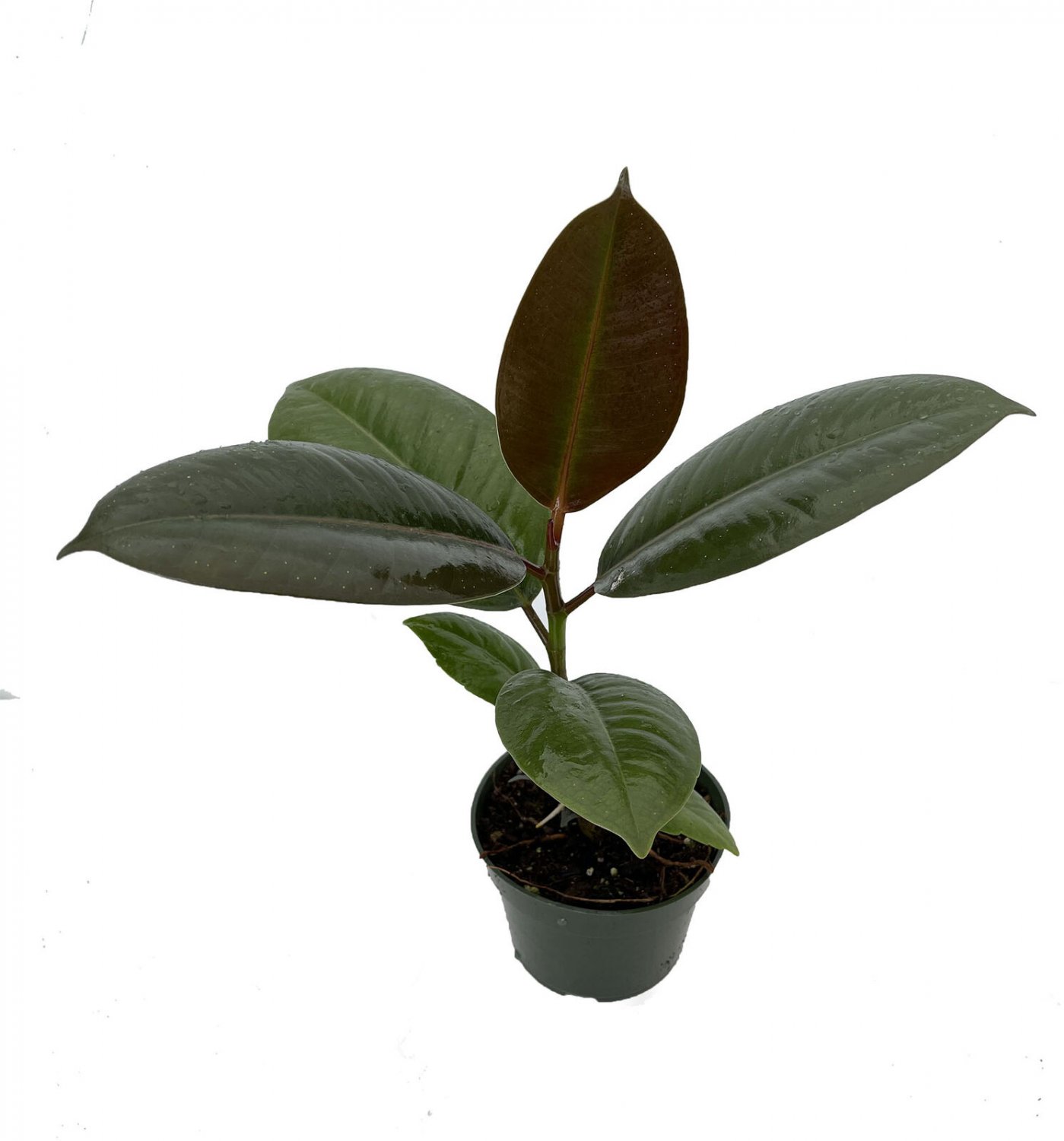Melaney Rubber Tree Plant - Ficus - 4" Pot