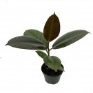 Melaney Rubber Tree Plant - Ficus - 4" Pot