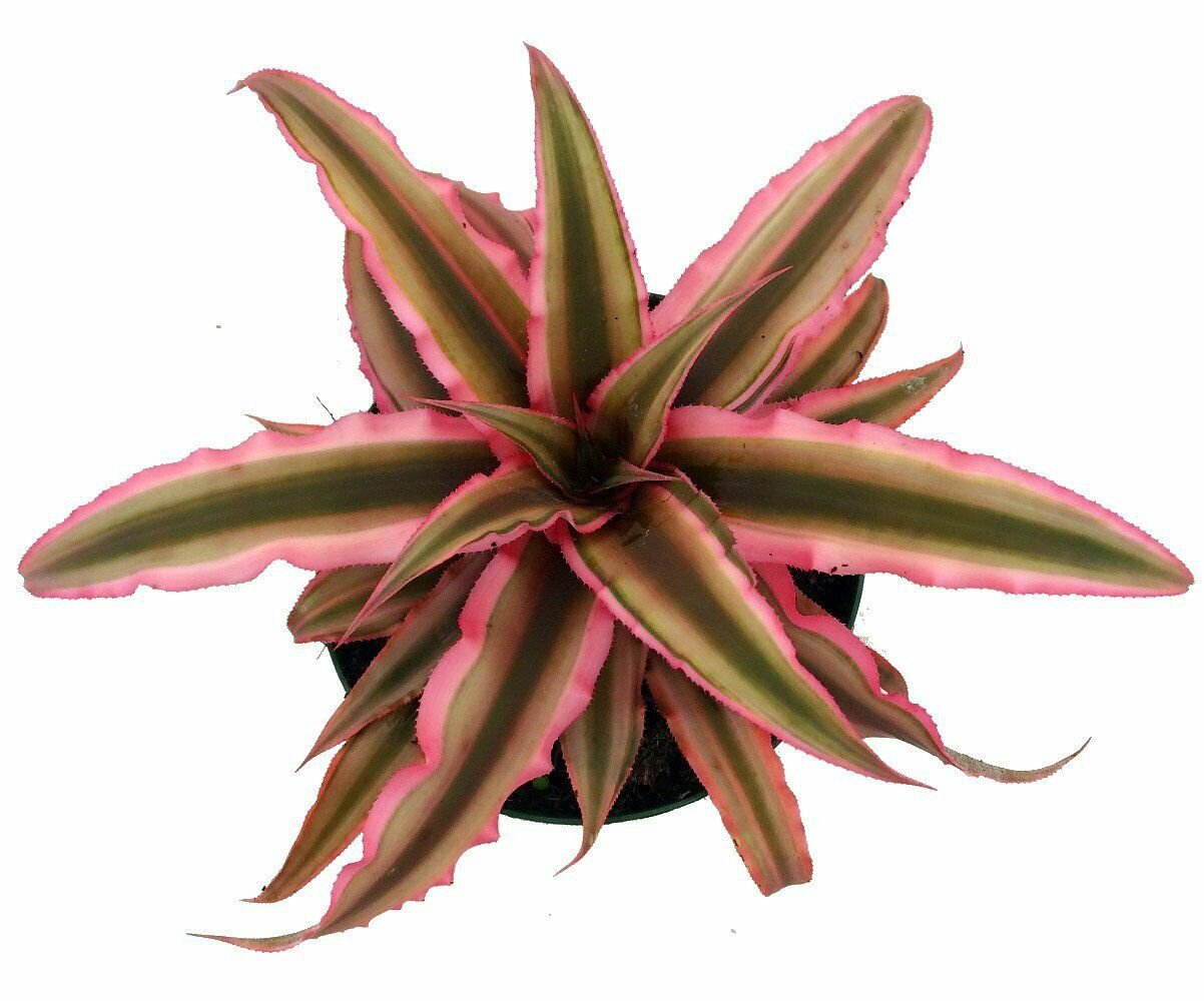 Pink Earth Star Plant - Cryptanthus - Easy to Grow - 4" Pot