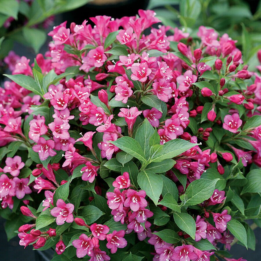 Snippet Dark Pink Weigelia - Proven Winners - 4" Pot