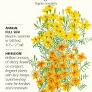 Lemon/Tangerine Gems Signet Marigold Seeds - 150 mg