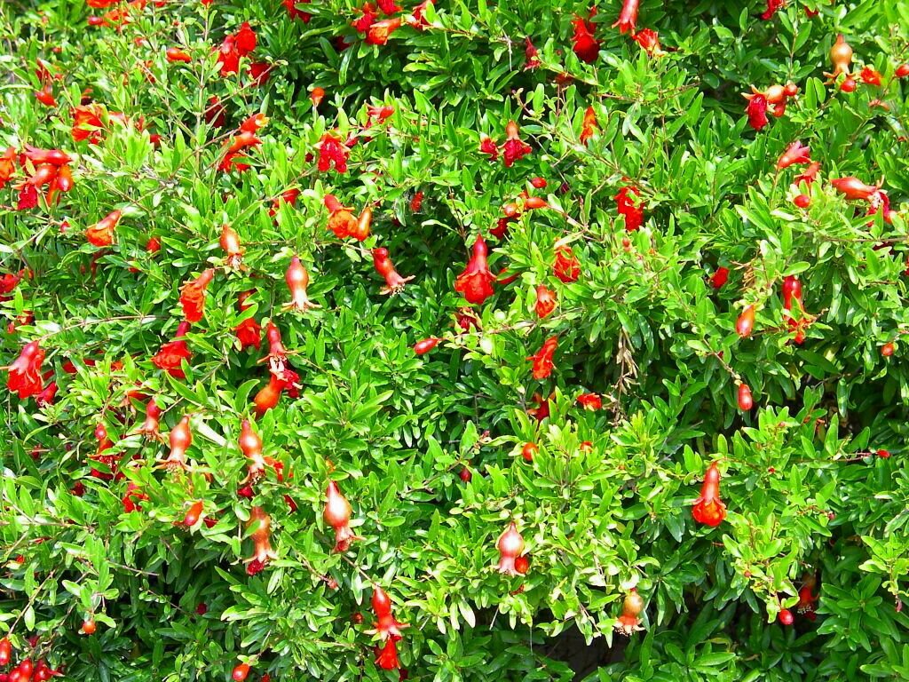 Dwarf Pomegranate Plant - Punica - Bonsai/Houseplant/Outdoors - Edible - 4" Pot