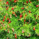 Dwarf Pomegranate Plant - Punica - Bonsai/Houseplant/Outdoors - Edible - 4" Pot