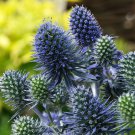 Blue Hobbit Sea Holly Perennial - Eryngium - Live Plant - Quart Pot