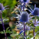 Blue Glitter Sea Holly Perennial - Eryngium - Live Plant - Quart Pot