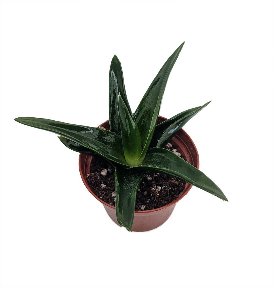 Pentagona Haworthia - Easy to grow/Hard to kill Succulent House Plant - 3" Pot