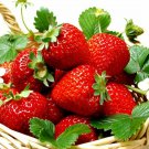 Everbearing Ozark Beauty Strawberry Plants 25 Bare Root Plants - TOP PRODUCER