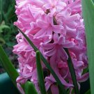 Pink Frosting Hyacinth 5 Bulbs - FRAGRANT - 17/18 cm Bulbs