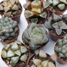 Rare Glass Haworthia Collection 3 Plants - Easy to grow/Hard to kill - 3" Pots