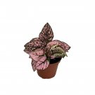Pink Splash Polka Dot Plant - Hypoestes - 2.5" Pot - Colorful House Plant