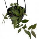 Rare Hoya Memoria Wax Plant - Hoya Gracilis - House Plant - 2" Pot