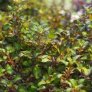 WAX WINGS™ Lime - 4" pot - Coprosma repens - Proven Winners