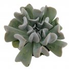 Topsy Turvy Succulent Plant - Echeveria runyonii - Easy to grow - 2.5" Pot
