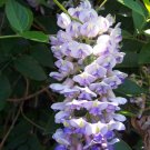 Blue Moon Wisteria Plant - Potted - Huge Fragrant Blooms - 2.5" Pot