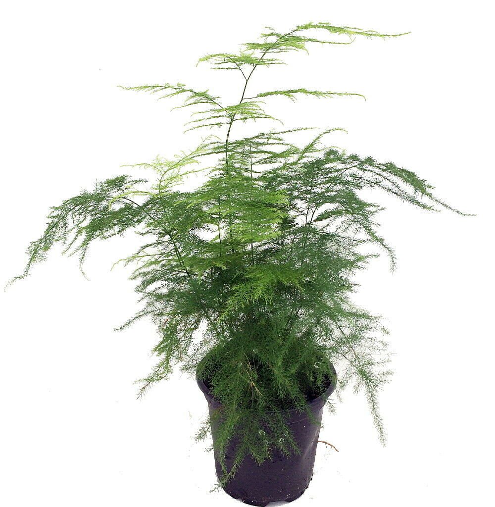 Fern Leaf Plumosus Asparagus Fern - 4" Pot- Easy to Grow Houseplant - Live Plant