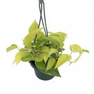 Neon Devil's Ivy - Pothos - Epipremnum - 6" Hanging Pot - Very Easy to Grow