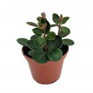 Red Ecuador Peperomia - 2.5" Pot - Easy to Grow Succulent House Plant