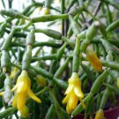 Spice Cactus Plant - Rhipsalis salicornioides - 2.5" Pot -Easy to Grow Succulent