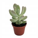 Pink Moonstone Succulent Plant - Pachyphytum bracteosum - Easy to grow -2.5" Pot