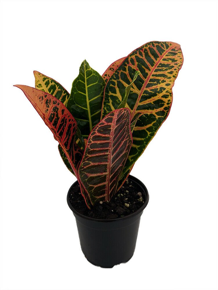 Colorful Croton - 3.5" Pot - Easy to Grow House Plant - Codiaeum Petra