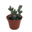 Alien Ice Plant - Delosperma lehmanii - 2.5" Pot - A Real Cool Succulent