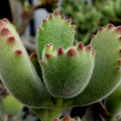 Rare Bear Paw Succulent - Cotyledon tomentosa - Easy to Grow - 2.5" Pot