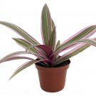 Nanouk Moses in the Cradle Plant -Rhoeo spathacea tricolor-Easy to Grow-2" Pot
