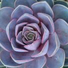 Perle von Nurnberg Desert Rose - Echeveria - Easy to Grow - 2.5" Pot