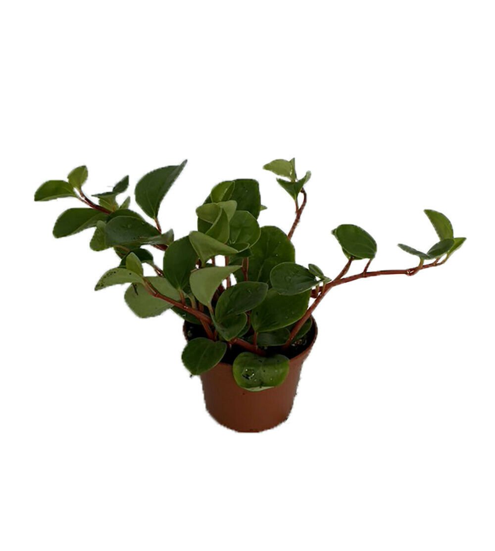 Yerba Linda Plant - Peperomia Cubensis - 2.5" Pot - Easy to Grow