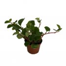 Yerba Linda Plant - Peperomia Cubensis - 2.5" Pot - Easy to Grow