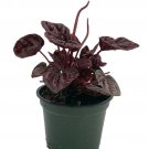 Schumi Red Ripple Peperomia 4" Pot - Easy to Grow Houseplant
