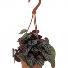Grape Ripple Peperomia - 4" Mini Hanging Basket - Easy House Plant