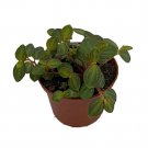 La Laja Trace Peperomia Plant - 2.5" Pot - Easy to Grow Succulent