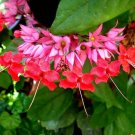 Java Red Bleeding Heart Vine Plant - Clerodendrum - Indoors/Out - 2.5" Pot