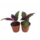 Purple Passion - 2 Live Plants 2" Pots - EROTIC - Gynura - Indoors