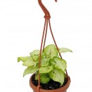 Golden Allusion Arrowhead Plant - Syngonium/Nepthytis - 4" Mini Hanging Basket