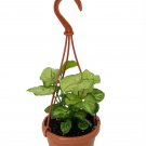 Bright Allusion Arrowhead Plant - Syngonium/Nepthytis - 4" Mini Hanging Basket