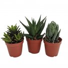SUPER SALE - Haworthia Collection 3 Plants - Easy to grow/Hard to kill - 2" Pot